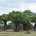 Tarangire, Four Baobabs