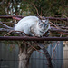Catbird
