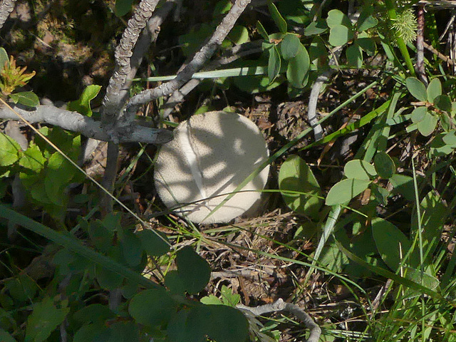 20180827 -0901 Randos Névache (Vallée de la Clarée 05) (385) al
