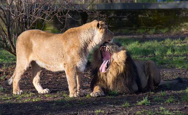 Lions greeting