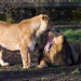 Lions greeting