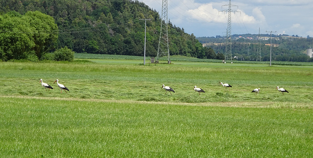 Einer tanzt immer aus der Reihe! :-( Einer tanzt immer aus der Reihe! :-(