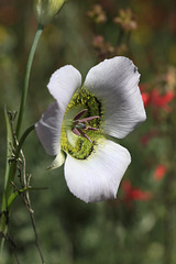 Gunnison's Mariposa Lily