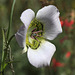 Gunnison's Mariposa Lily