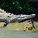 Mexico, Portrait of Alligator in Sumidero Canyon