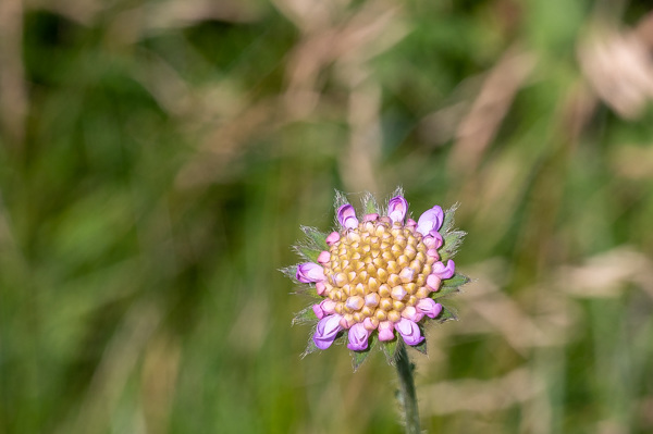 Field Scabious-DSZ4661