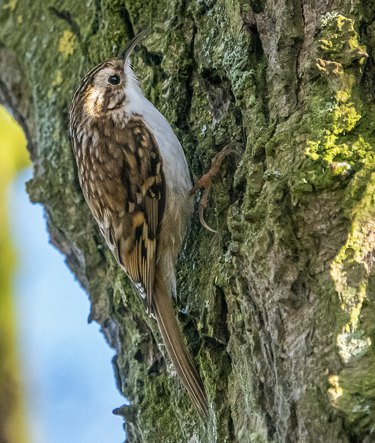 Tree creeper