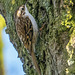 Tree creeper