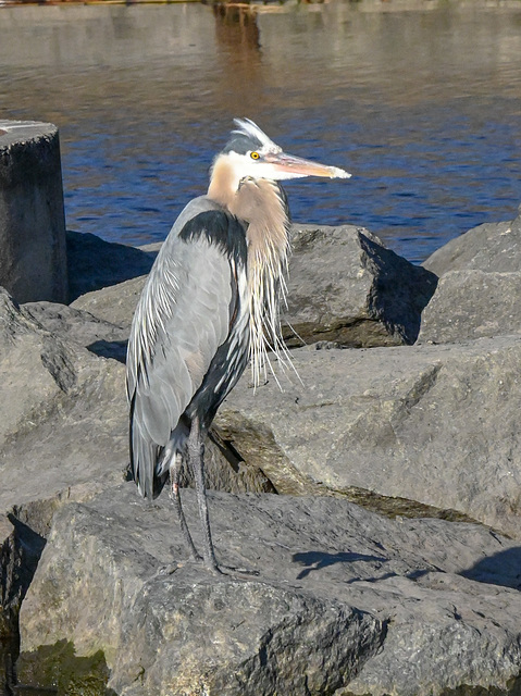 heron city [srk DSC 2226 edited