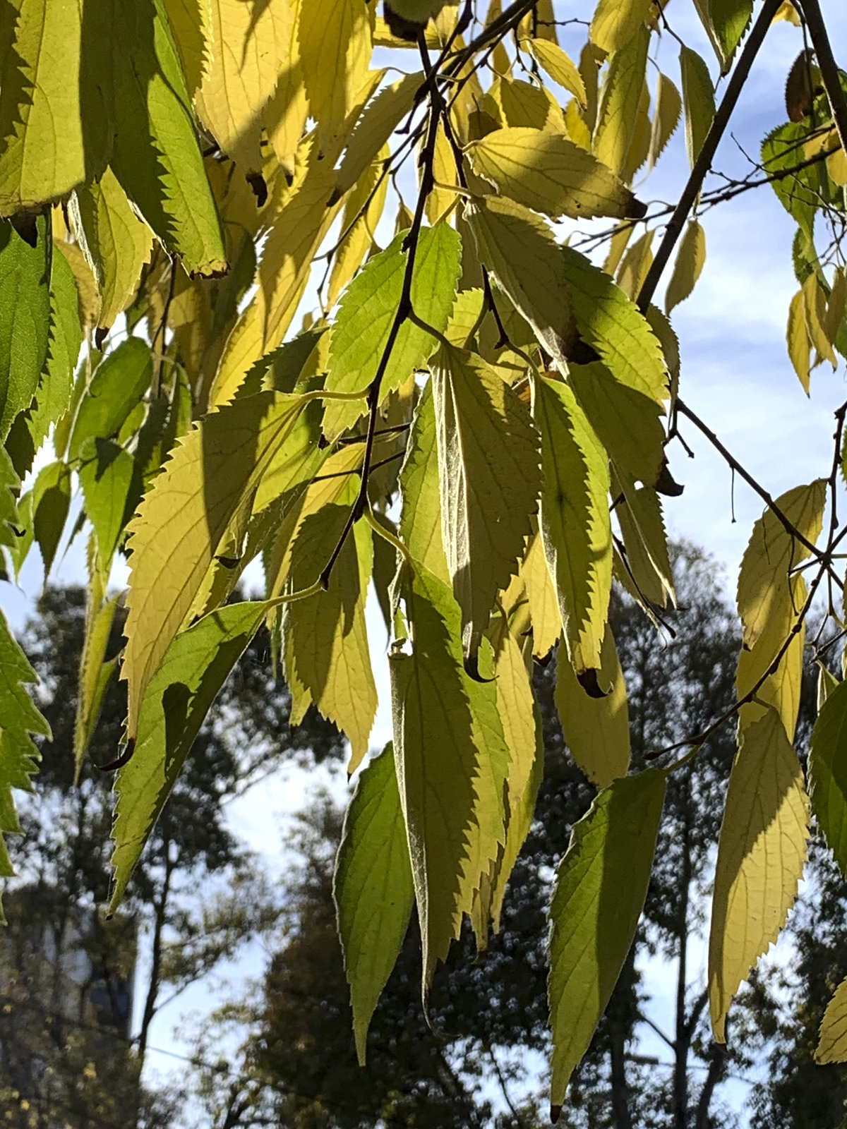 yellowing greenery