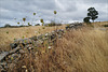 Penedos, Daucus carota and Thirsty Land poetry