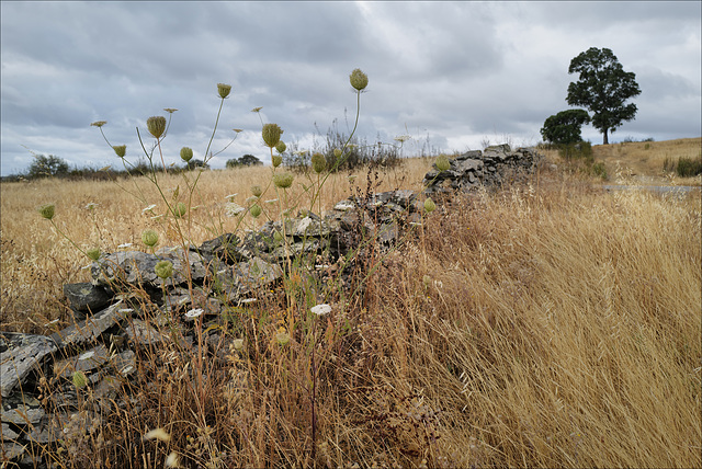 Penedos, Daucus carota and Thirsty Land poetry