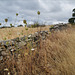 Penedos, Daucus carota and Thirsty Land poetry