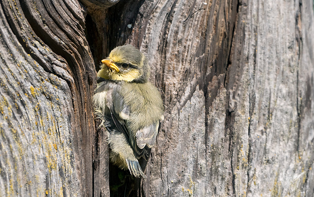 Around The Blue Tit Nest 10