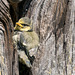 Around The Blue Tit Nest 10