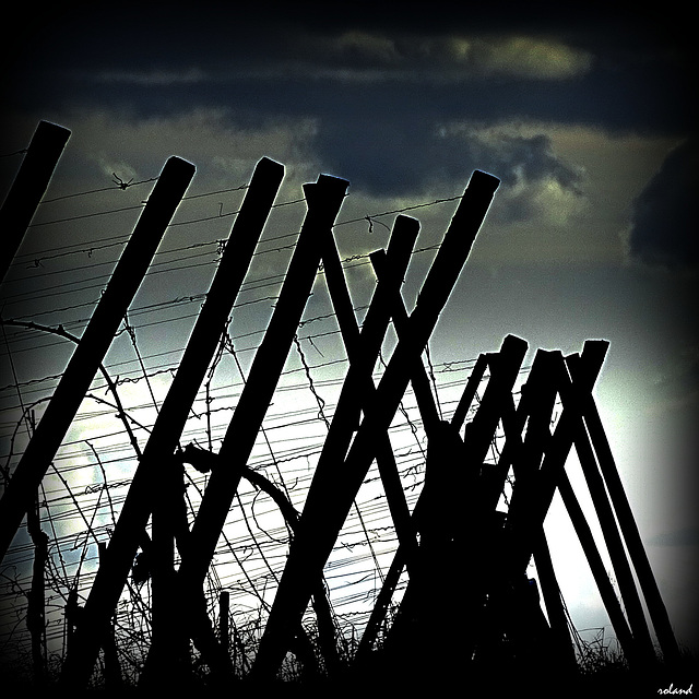 les canons de la vigne et pourquoi partout... la guerre..!