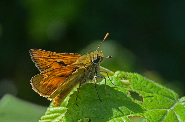 Hesperiidae Sylvaine