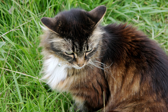 Canal Cat