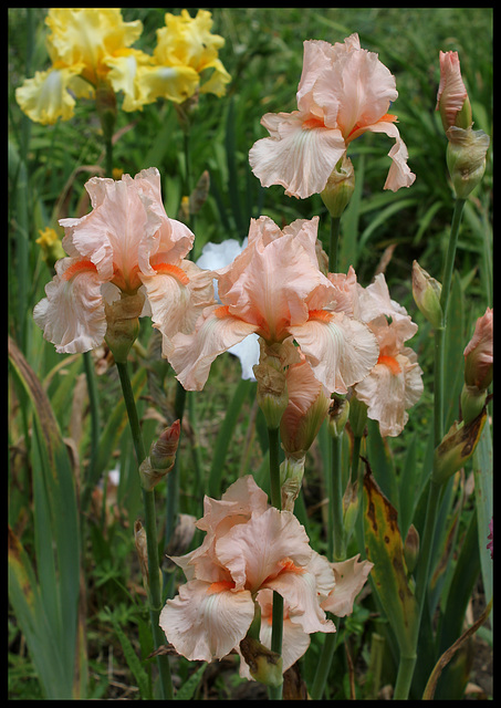 Libellule Rose (6)