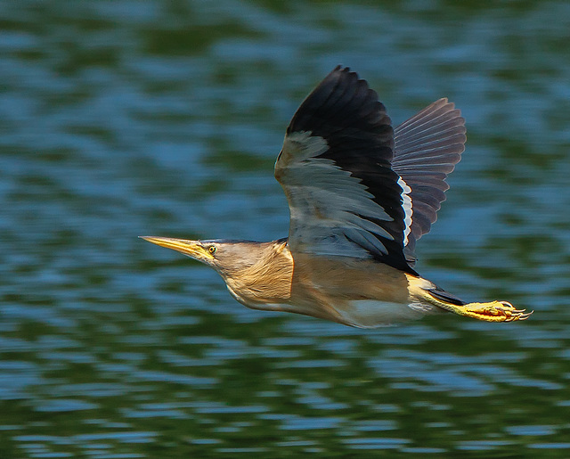 blongios nain en vol -Ixobrychus minutus - Little Bittern