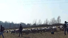 Transhumance du 15 mars 2016