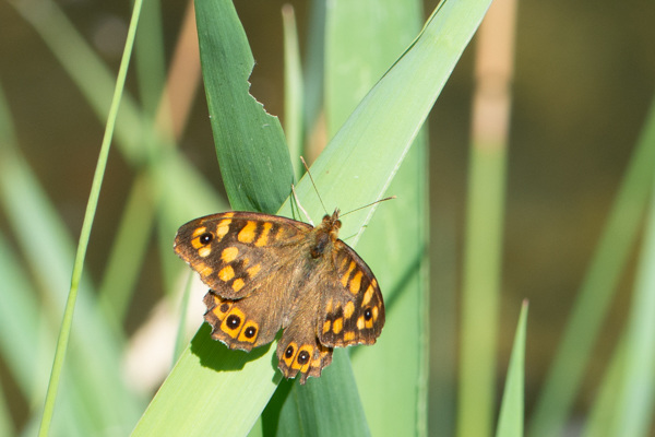 Speckled Wood-DSD1723