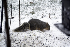 Squirrel in the Snow