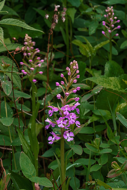 Platanthera psycodes (Small Purple Fringed orchid)