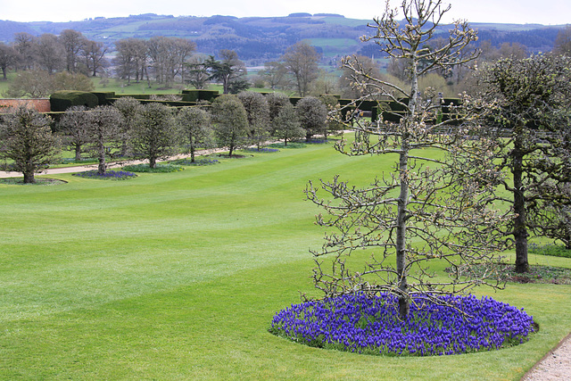 Blue planting