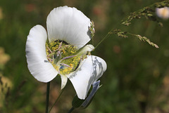 Gunnison's Mariposa Lily