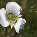 Gunnison's Mariposa Lily