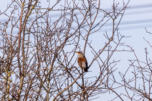 Fieldfare-DSZ9822