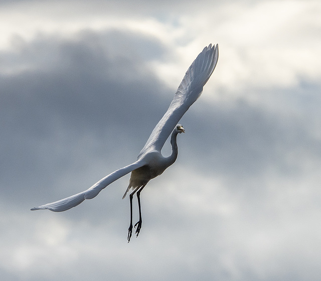 Great white egret