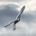 Great white egret