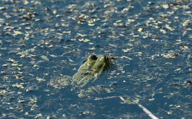 Mein erster Frosch