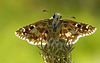 Hespérie des potentilles  (Pyrgus armoricanus)