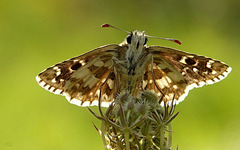 Hespérie des potentilles  (Pyrgus armoricanus)
