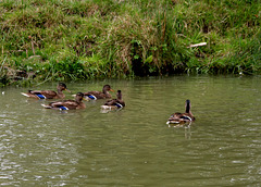 Five Ducks