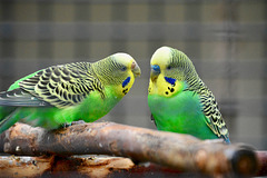 Parakeets