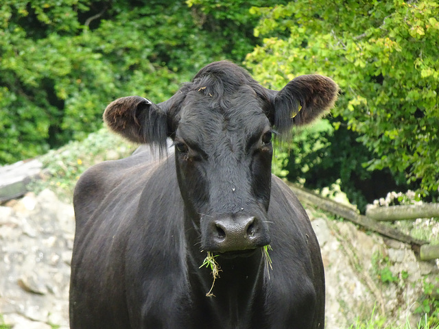 Welsh Black, Mountain Road, Upper Cwmbran 25 August 2017