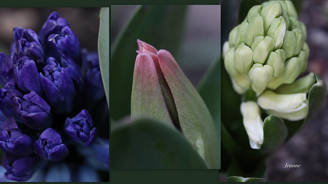 Un échantillon de mes premières fleurs