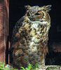 20190911 6341CPw [D~OH] Amerikanischer Uhu (Bubo virginianus), Timmendorfer Strand