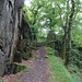 In The Woods Near Llanberis