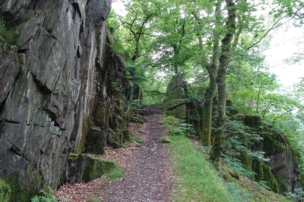 In The Woods Near Llanberis