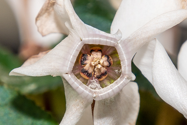 Focus Stack-DSD-4