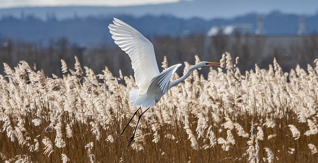 Great white egret