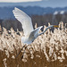 Great white egret