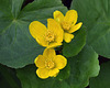 marsh-marigold-April 28 2025-DSC 2216