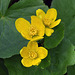 marsh-marigold-April 28 2025-DSC 2216