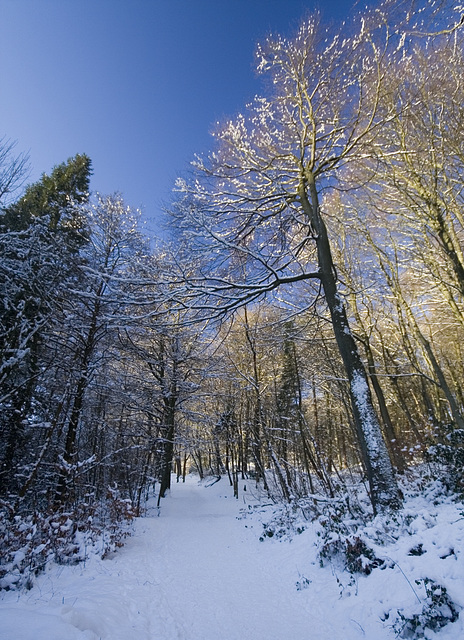 Snowy blue and gold